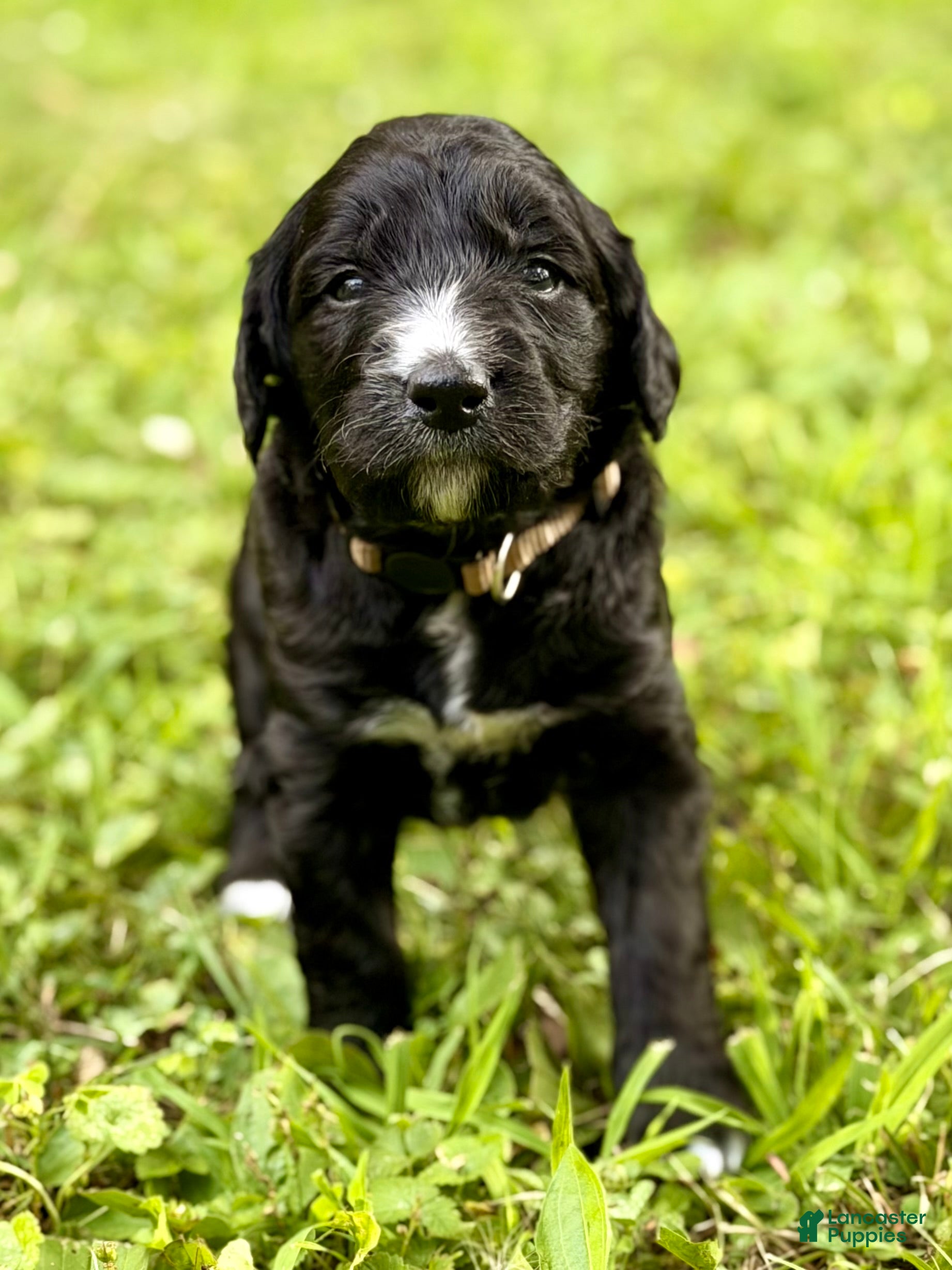 Bernedoodle dogs Brown AKA ”Brownie” - Ad 2