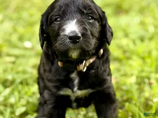Bernedoodle dogs Brown AKA ”Brownie” - Ad 2