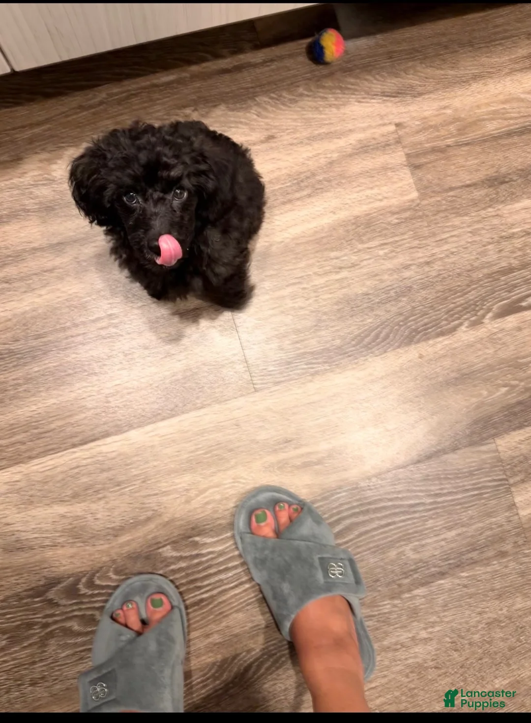 Toy Poodle dogs for sale:  1 - Ad 2