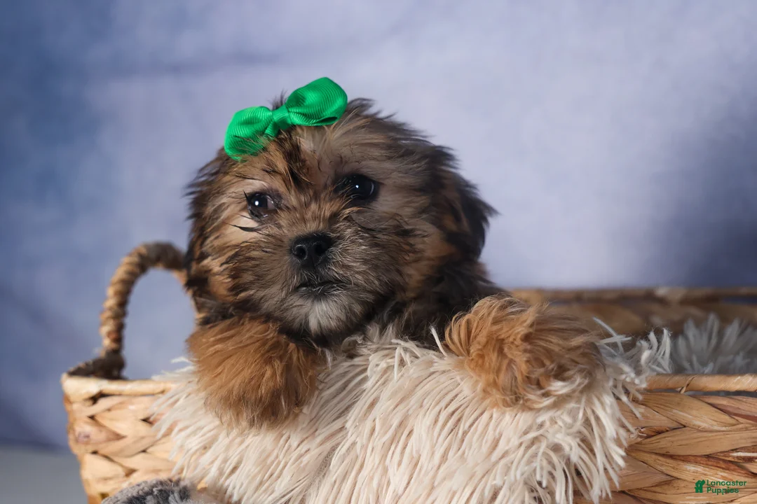 Shorkie dogs for sale: JAMIE - Ad 5