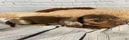 Miniature Dachshund dogs for sale: Tommy - Ad 9