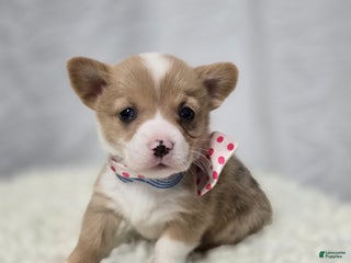 Welsh Corgi Pembroke dogs - Ad 13