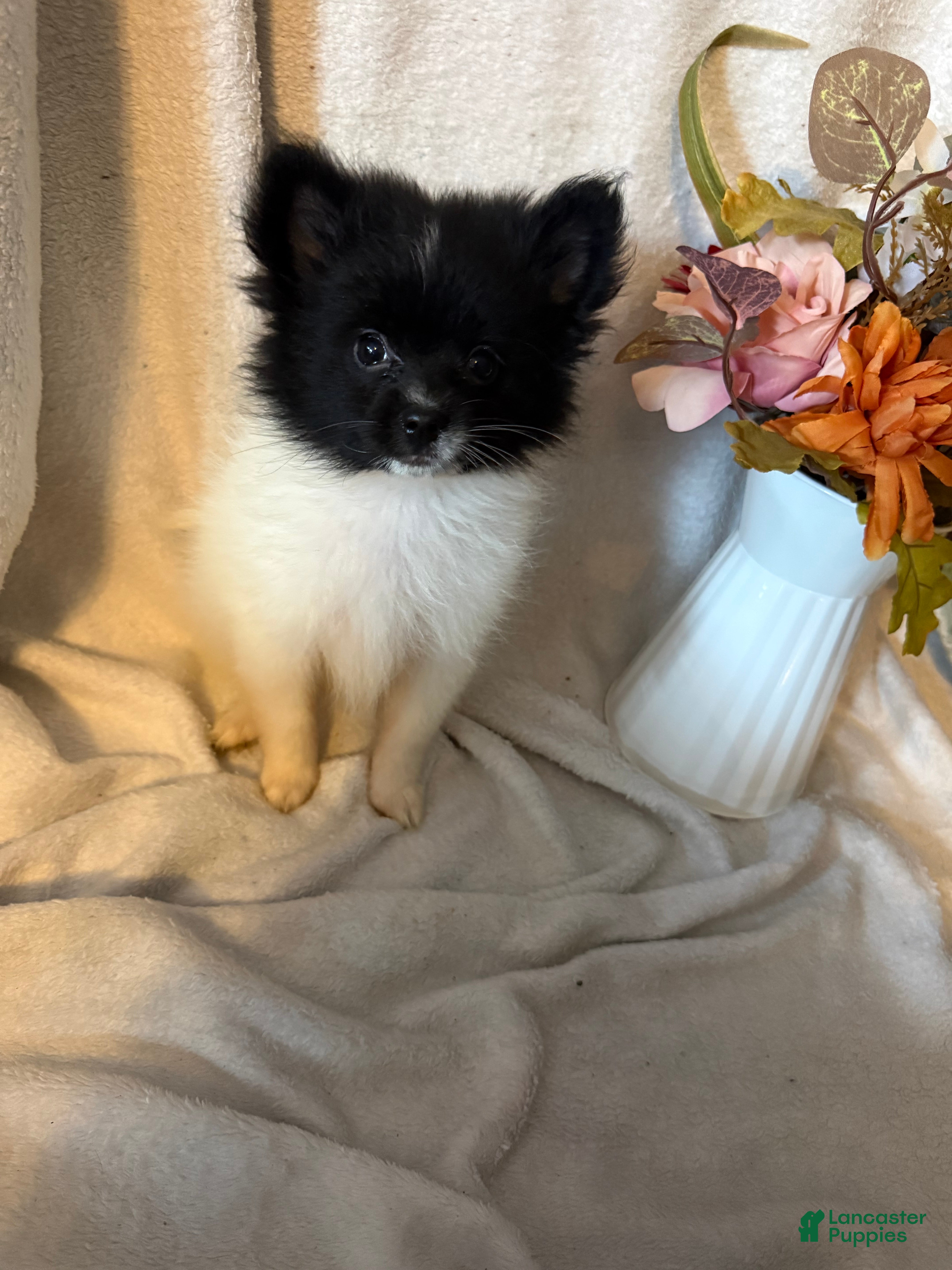 Pomeranian dogs Pebbles - Ad 1