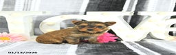 Yorkshire Terrier dogs for sale: Jessa - Ad 5