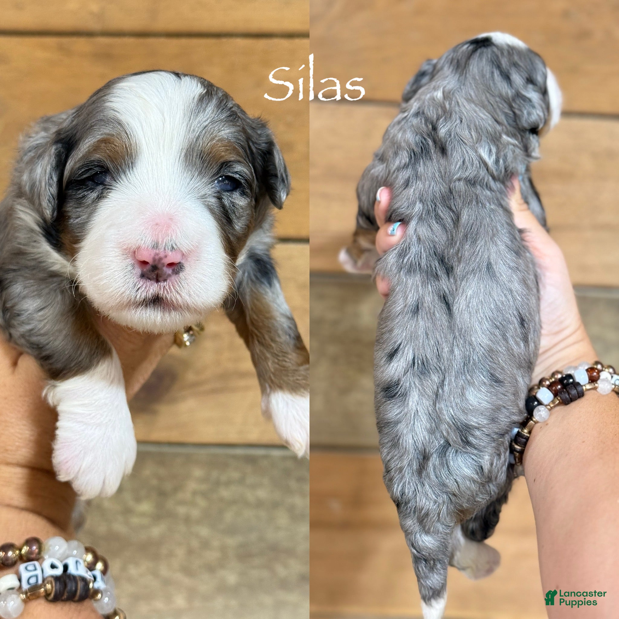 Mini Bernedoodle dogs Silas - Blue Merle Mini Bernedoodle - Ad 31