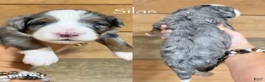 Silas - Blue Merle Mini Bernedoodle