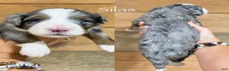 Mini Bernedoodle dogs for sale: Silas - Blue Merle Mini Bernedoodle - Ad 1