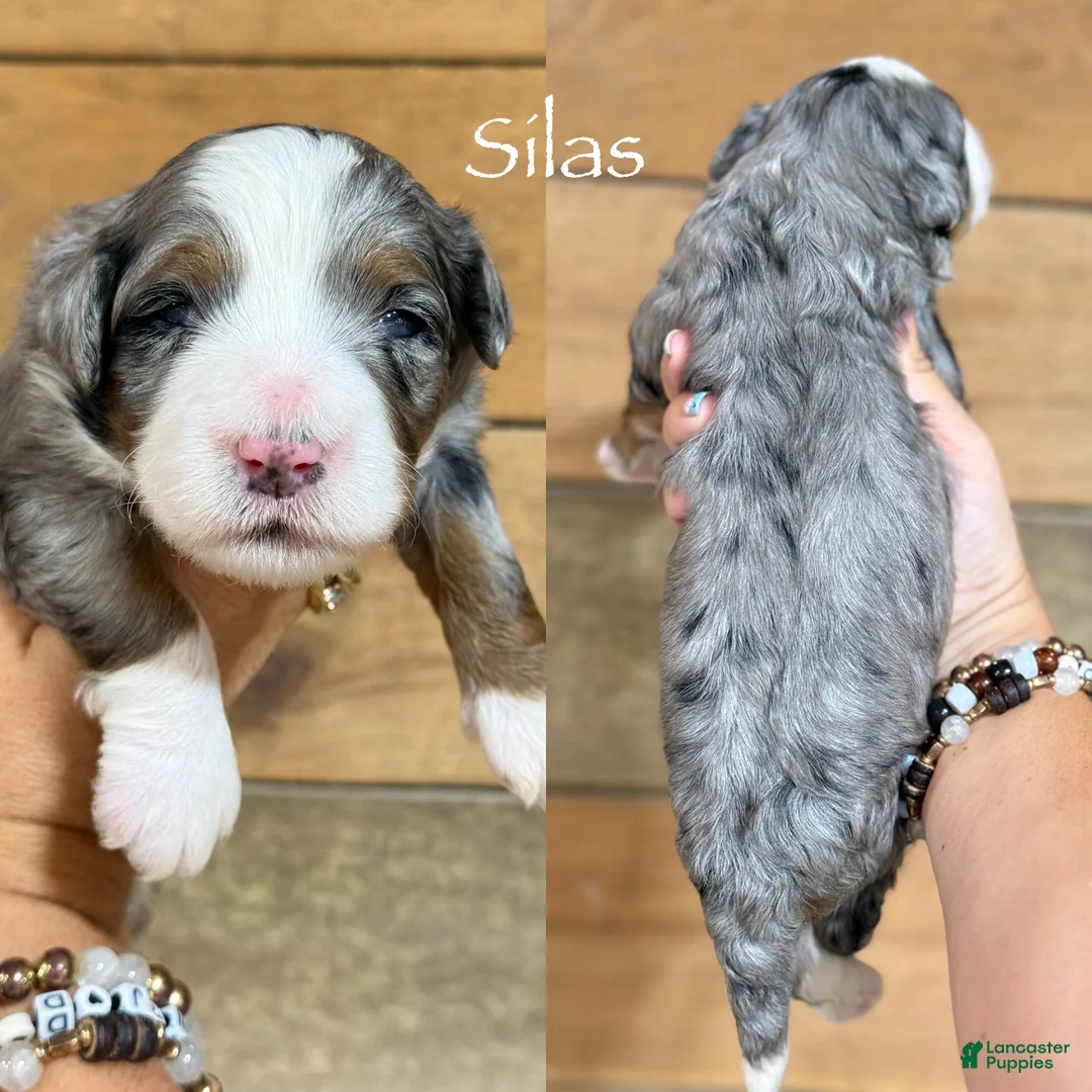 Mini Bernedoodle dogs for sale: Silas - Blue Merle Mini Bernedoodle - Ad 1