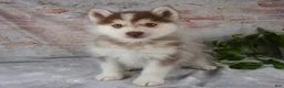 Pomsky dogs for sale: Genna - Ad 1