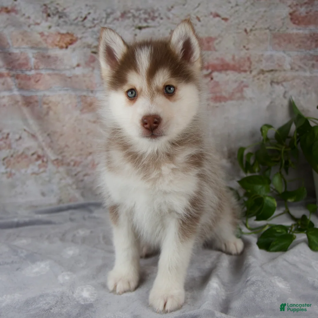 Pomsky dogs for sale: Genna - Ad 1