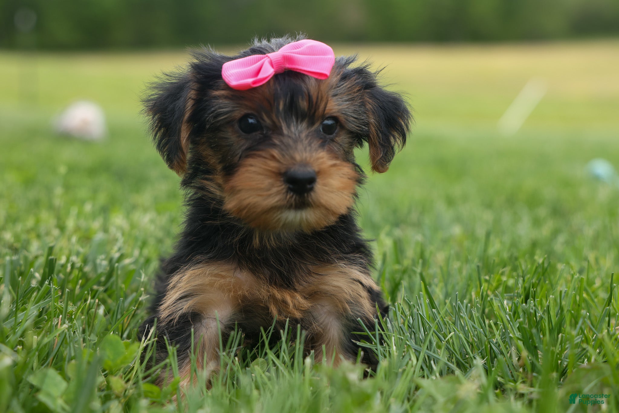 Yorkshire Terrier dogs  Betsy 🐶 - Ad 1