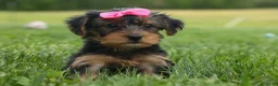 Yorkshire Terrier dogs for sale:  Betsy 🐶 - Ad 6