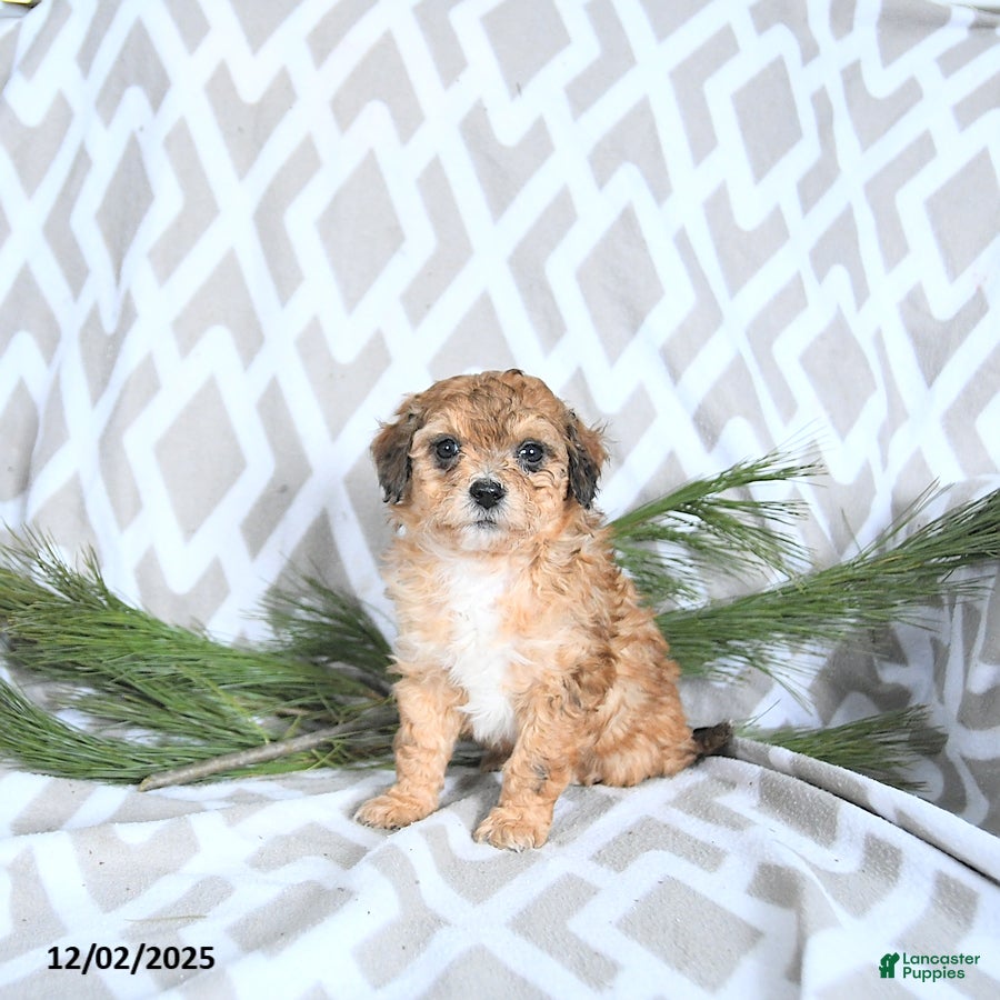 Maltipoo dogs Elf - Ad 2
