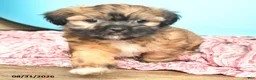 Shorkie dogs for sale: Toby - Ad 2