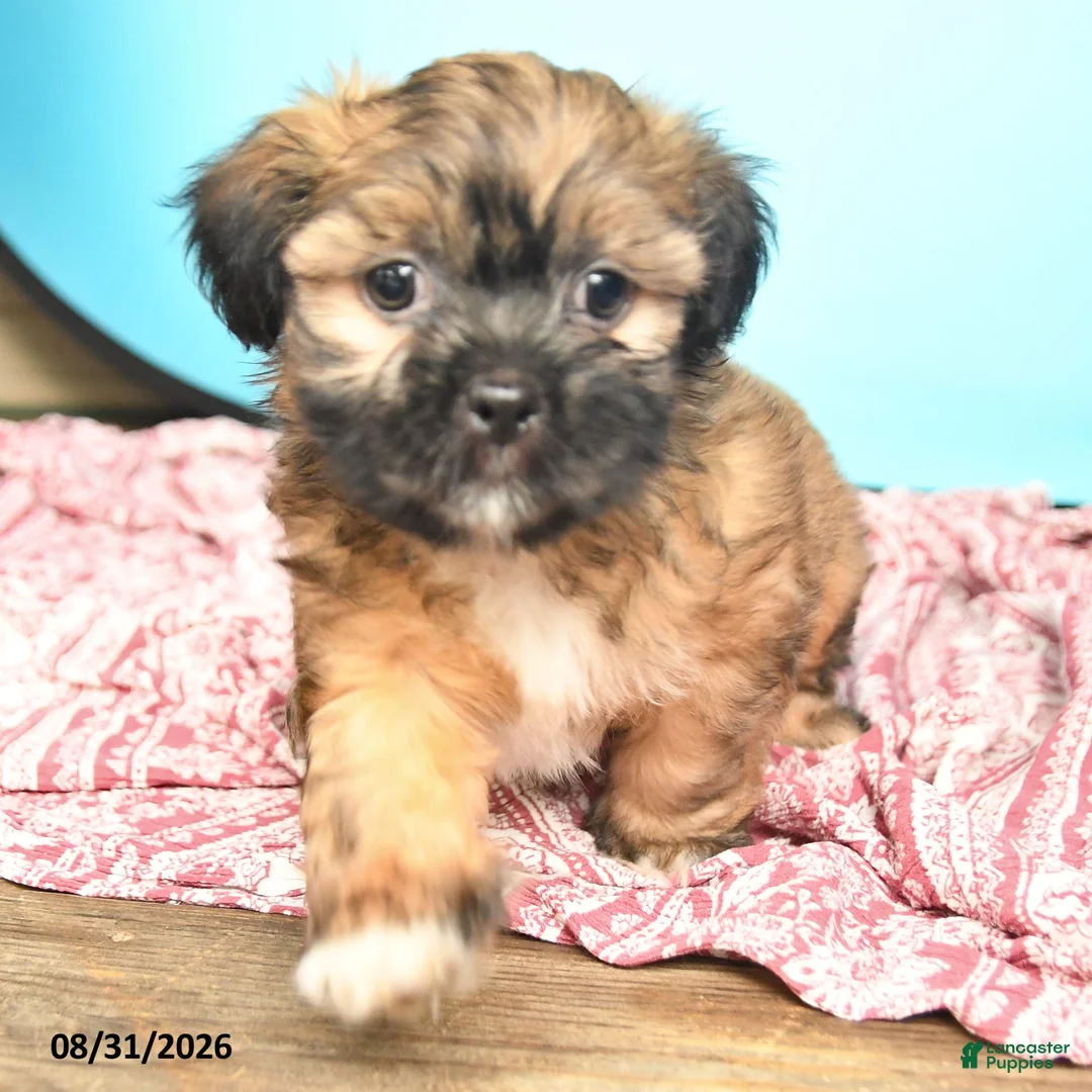 Shorkie dogs for sale: Toby - Ad 2