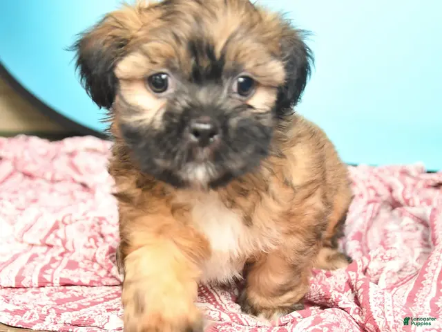 Shorkie dogs for sale: Toby - Ad 2