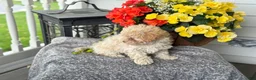 Mixed Breed dogs for sale: Quinn - Ad 14