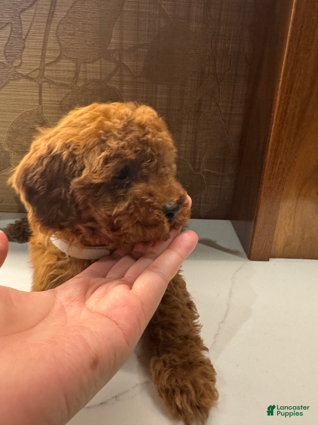 Toy Poodle dogs for sale: Grey - Ad 3