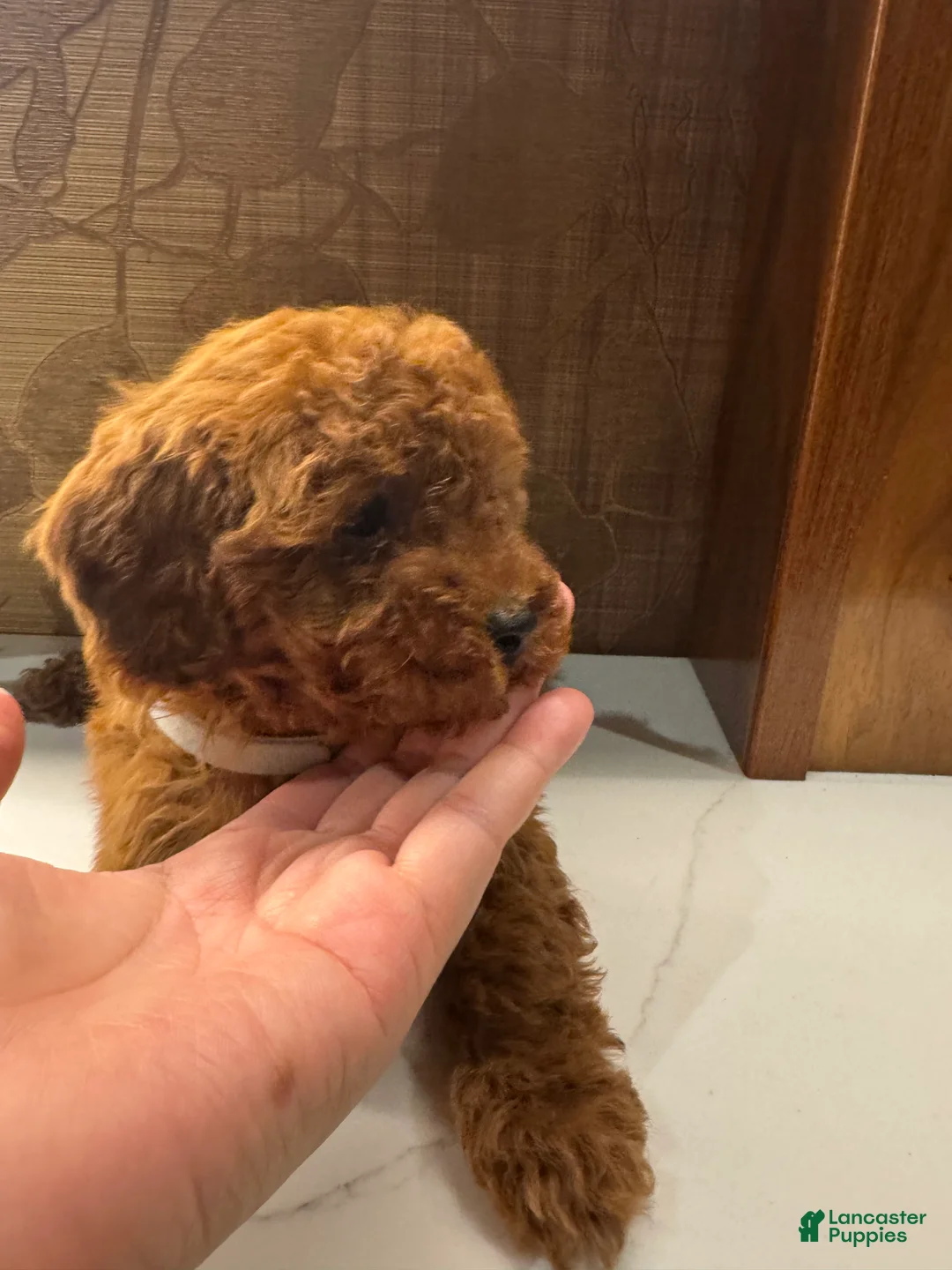 Toy Poodle dogs for sale: Grey - Ad 3