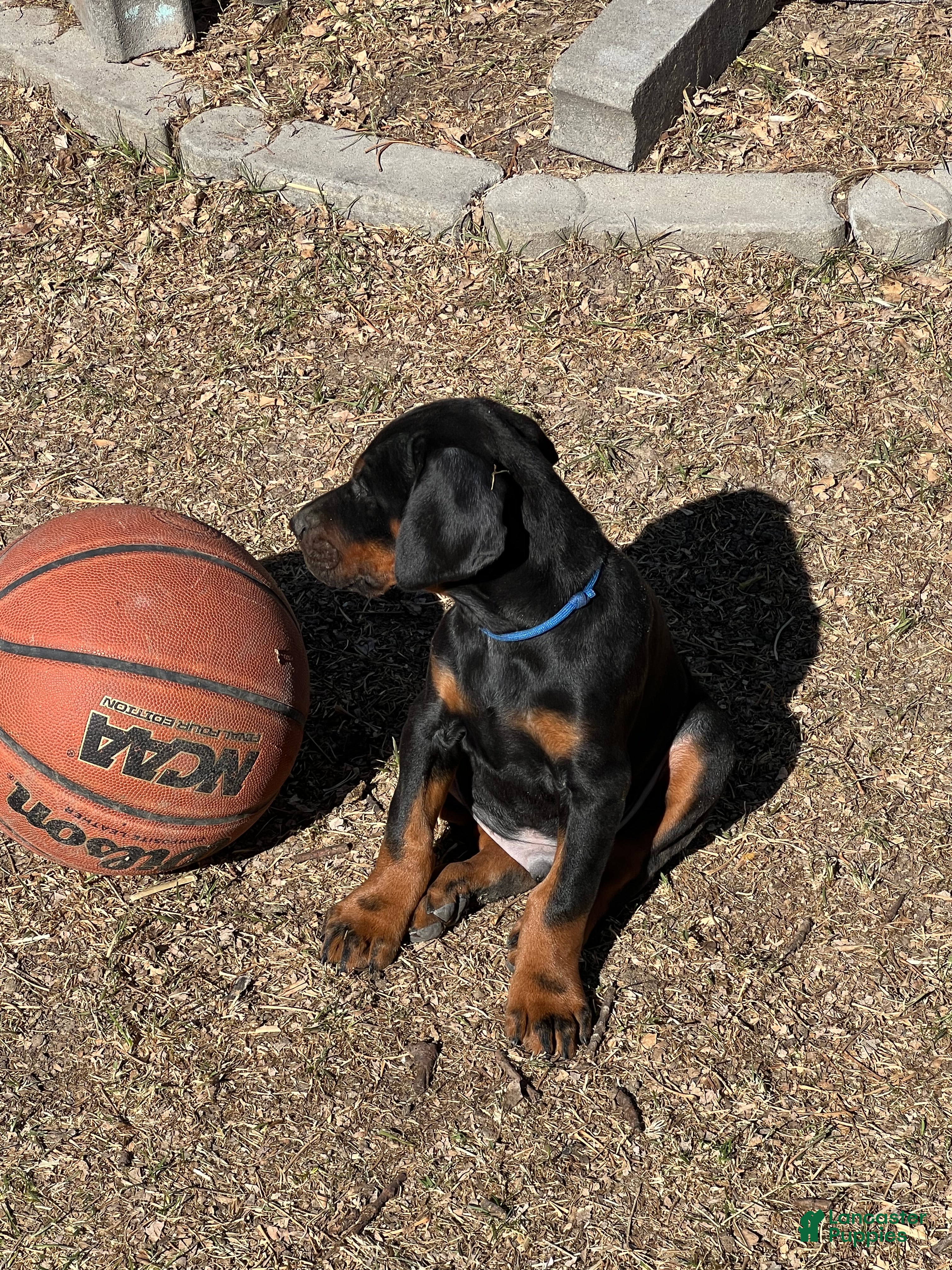 Doberman Pinscher dogs European Doberman Pinscher Male - Ad 2