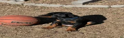 Doberman Pinscher dogs for sale: European Doberman Pinscher Male - Ad 2