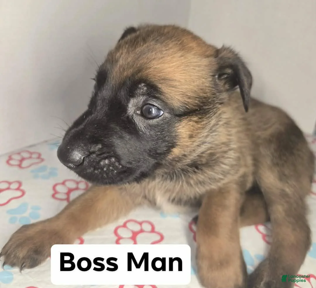 Belgian Malinois dogs for sale: Belgian Malinois Puppy 3 (Boss Man) - Ad 1