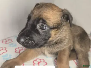 Belgian Malinois dogs Belgian Malinois Puppy 3 (Boss Man) - Ad 22