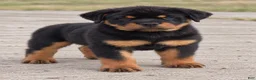 Rottweiler dogs for sale: Rottweiler 1 - Ad 3