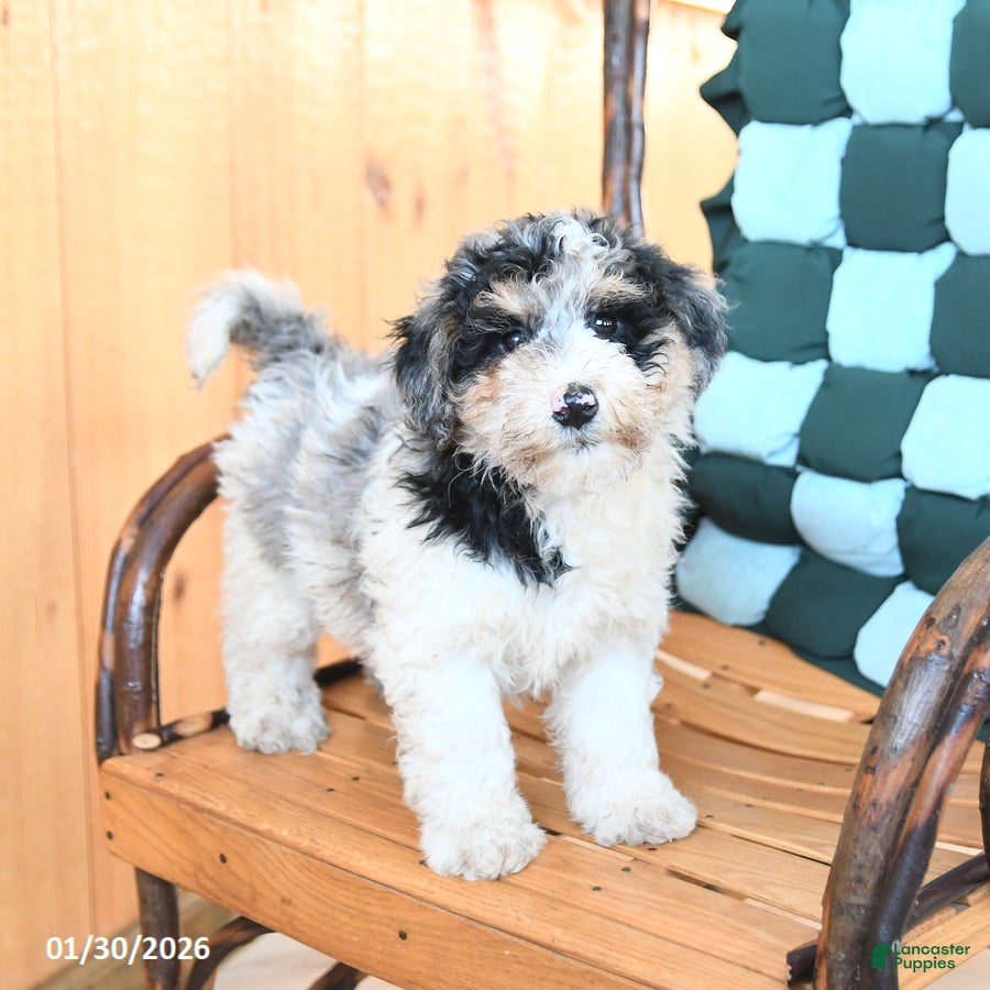 Mini Bernedoodle dogs Wesley - Ad 9
