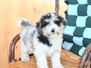 Mini Bernedoodle dogs Wesley - Ad 9