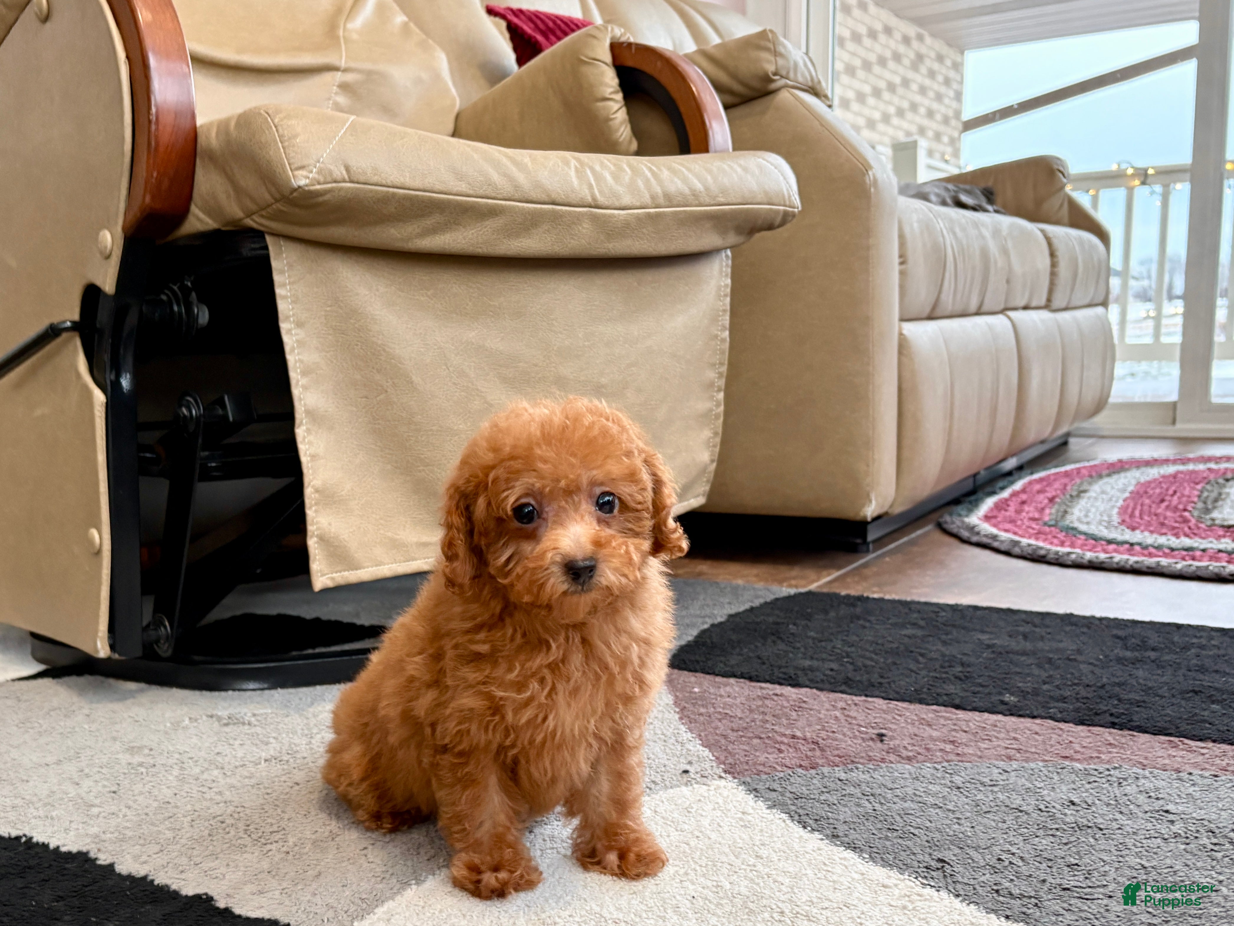 Maltipoo dogs Red Sugar  - Ad 17