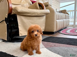 Maltipoo dogs Red Sugar - Ad 34