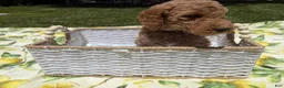 Goldendoodle dogs for sale: Pickles - Ad 4