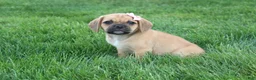 Puggle dogs for sale: Alma - Ad 3