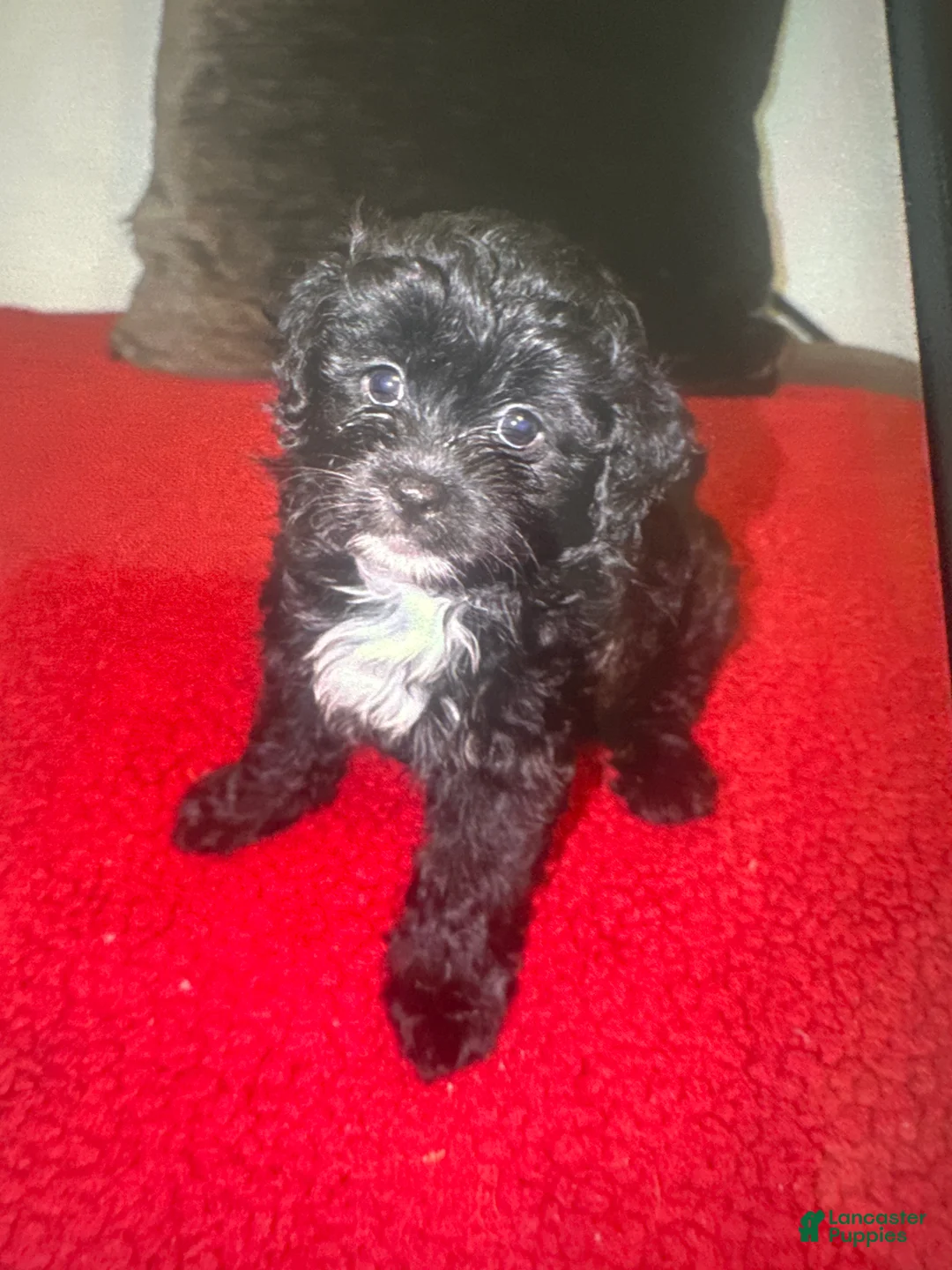 Mixed Breed dogs for sale: Mixed Breed 3 - Ad 1