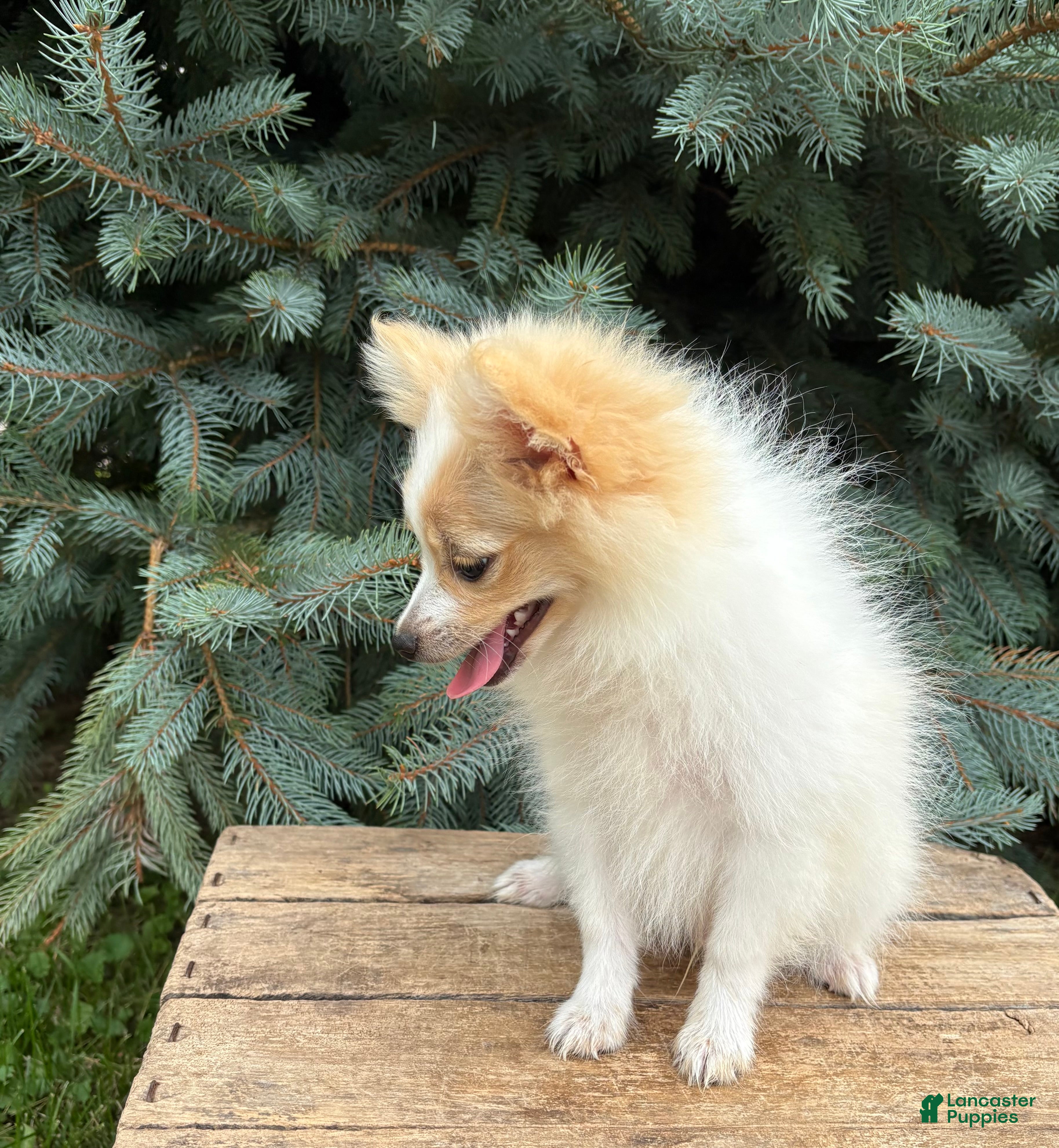 Pomeranian dogs Kai - Ad 2