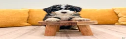 Mini Bernedoodle dogs for sale: Bandit - Ad 4