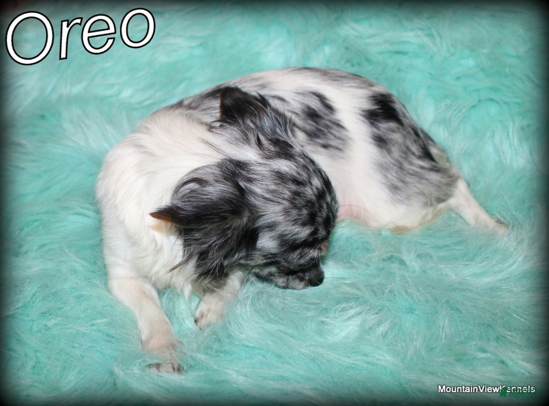 Chihuahua dogs for sale: Chihuahua Puppy 2 - Ad 5