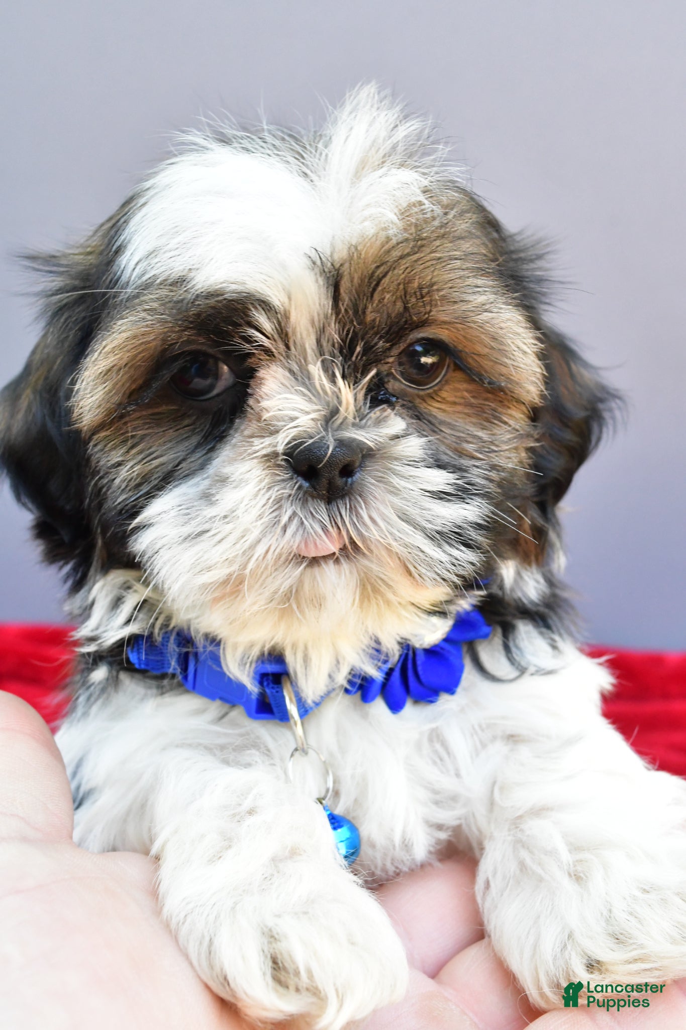 Shih Tzu dogs Sage - Ad 2
