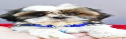 Shih Tzu dogs for sale: Sage - Ad 2