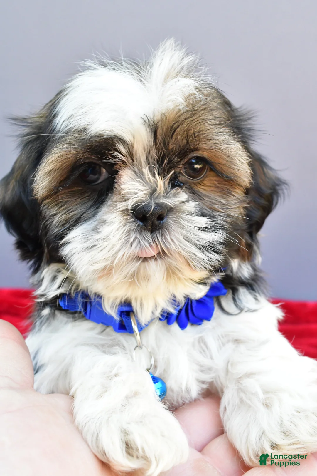 Shih Tzu dogs for sale: Sage - Ad 2