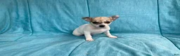 Chihuahua dogs for sale: Theodore - Ad 1
