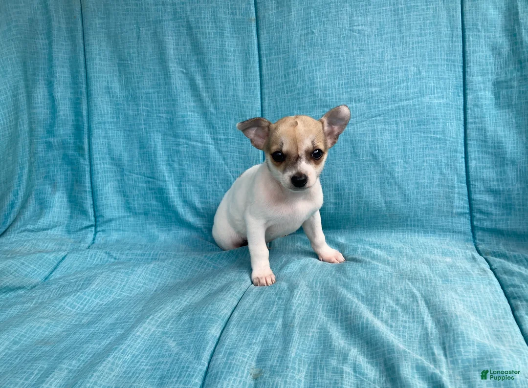 Chihuahua dogs for sale: Theodore - Ad 1