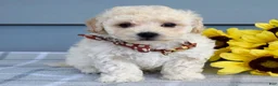 Bichpoo dogs for sale: Scotty - Ad 6