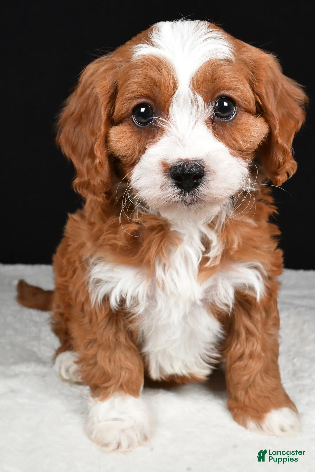 Cavapoo dogs for sale: Kenny - Ad 5