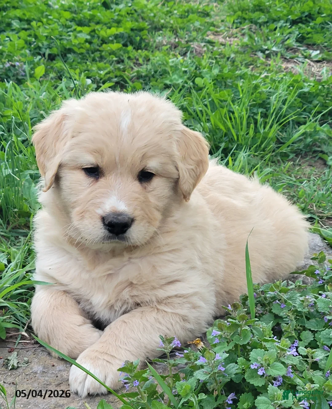 Mixed Breed dogs for sale: Teddy - Ad 2