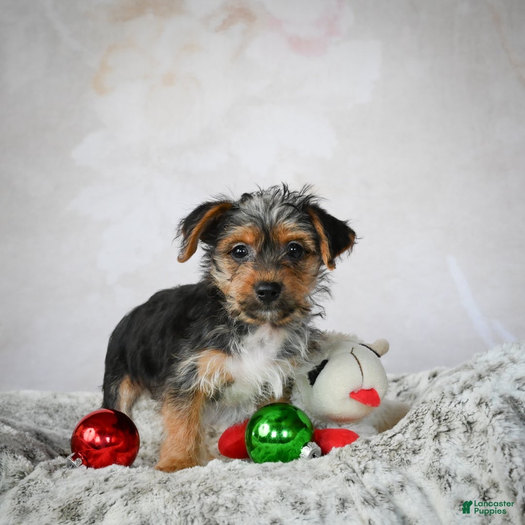 Yorkshire Terrier dogs for sale: Jerry - Ad 13