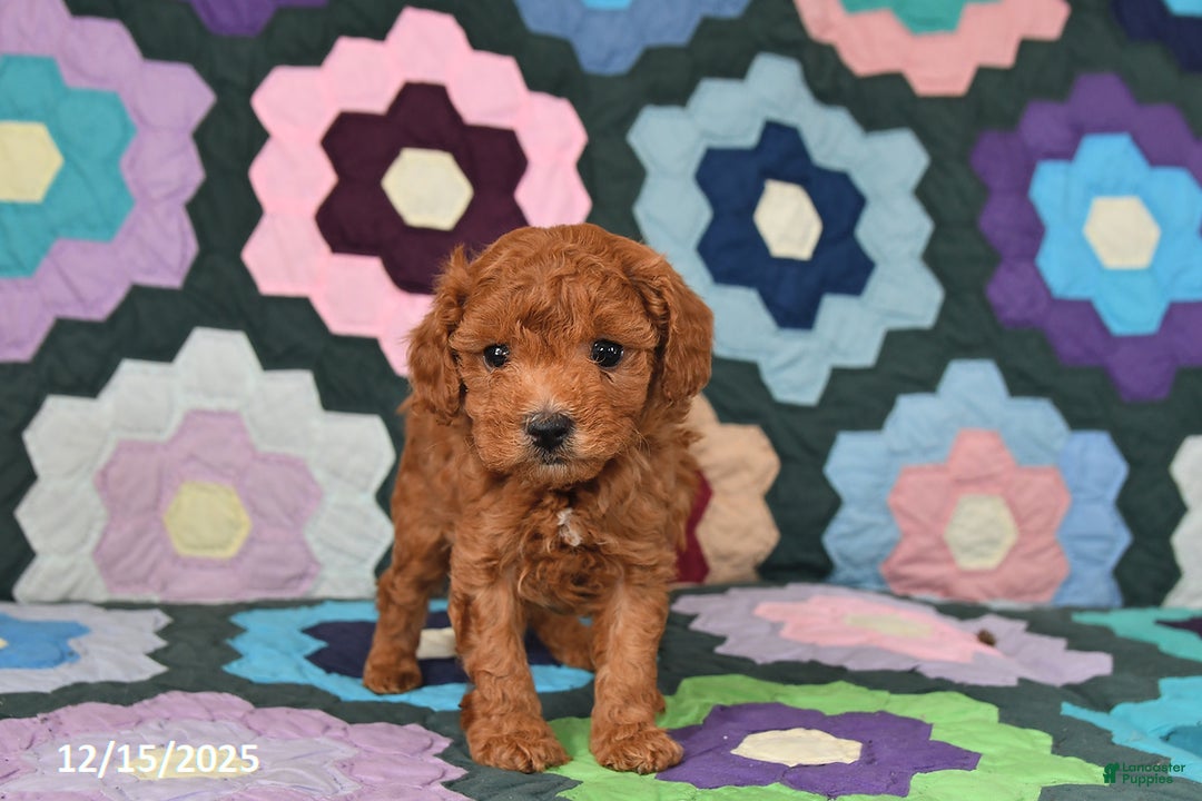 Mixed Breed dogs for sale: Freddie - Ad 2