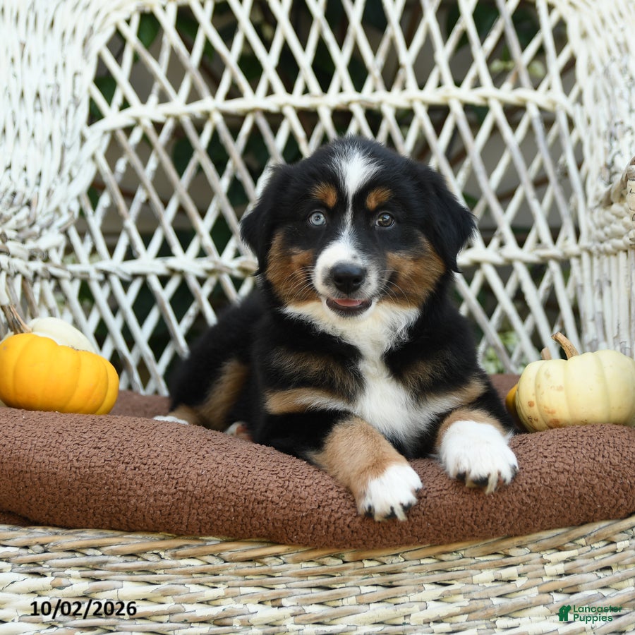 Miniature Australian Shepherd dogs Zoey - Ad 1