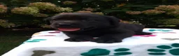 Labrador Retriever dogs for sale: Navy - Ad 5